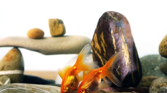 How Do Goldfish Mate? Understanding Their Mating Habits