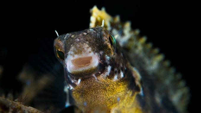 The Full Dragon Goby Care Data