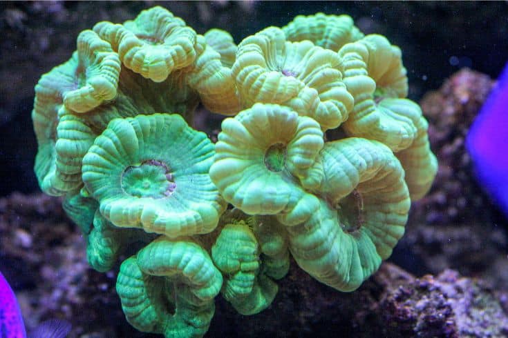 Most interesting Coral For Nano Reef Tank