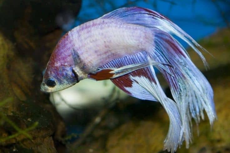 How Many Betta Fish in a 40 and 50 Gallon Tank?