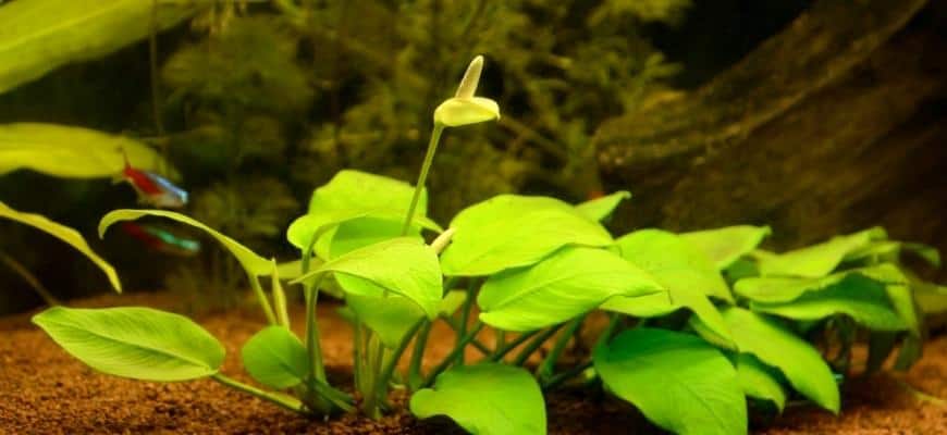 Anubias Flower – Data To Flowering Underwater